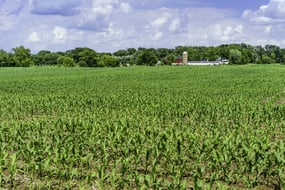 Field of corn early in June, with community dairy farm and windbreak of deciduous trees in the distance, northern Illinois-2