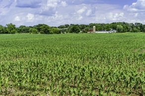 Field of corn early in June, with community dairy farm and windbreak of deciduous trees in the distance, northern Illinois-1