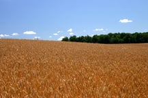 wheat field in july